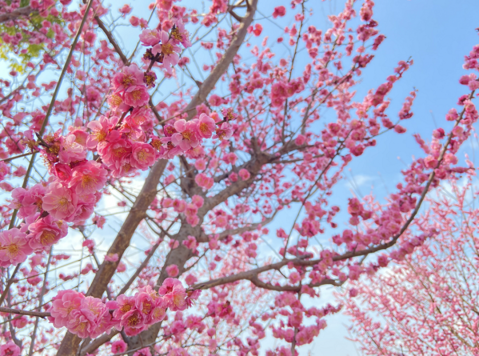 【影像绵阳】早春时节，在仙海感受浪漫芬芳