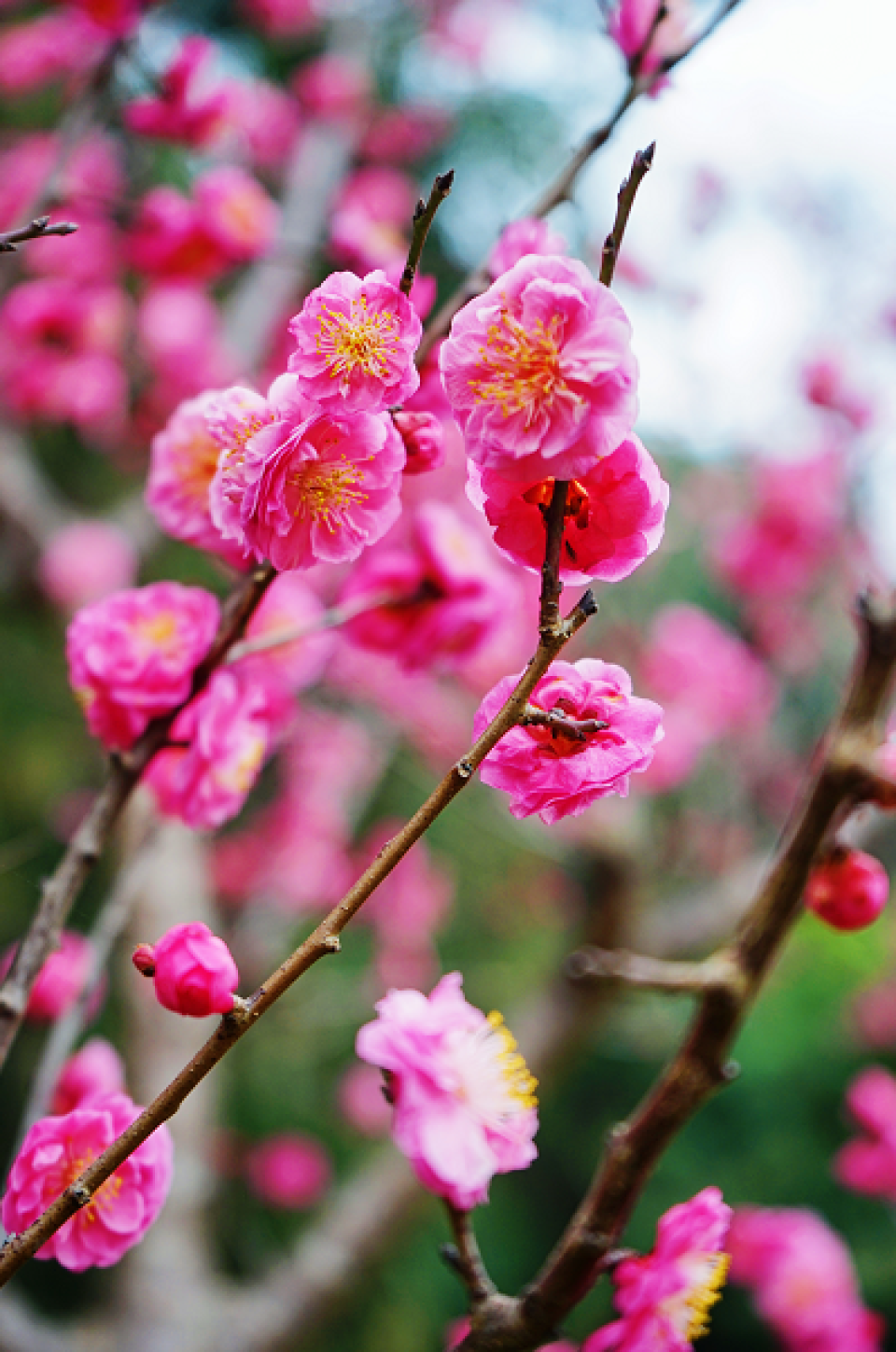 【影像绵阳】早春时节，在仙海感受浪漫芬芳