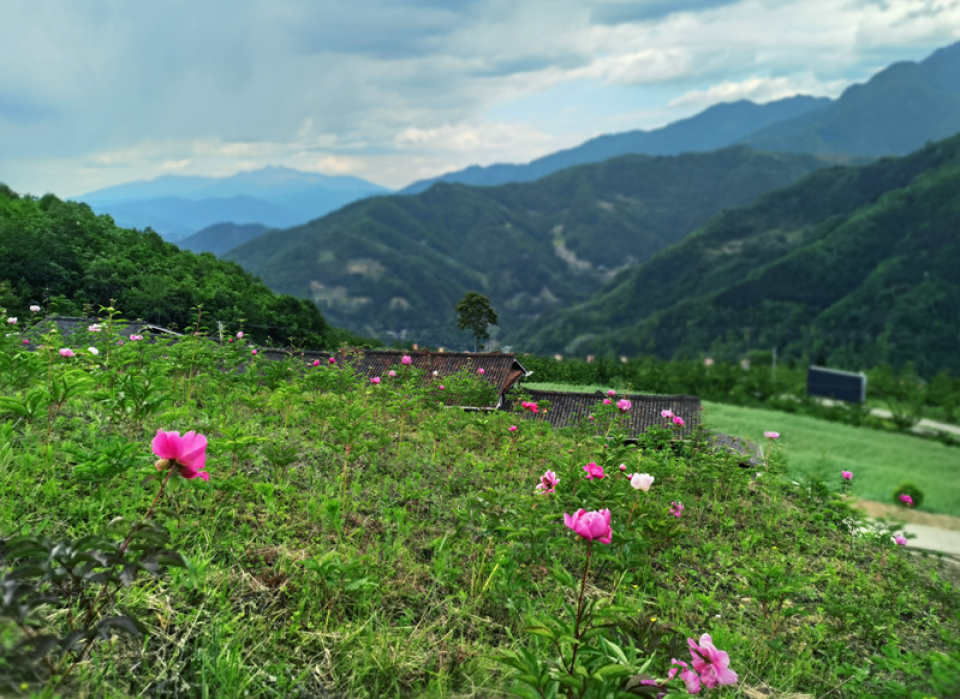 要火！平武县城近郊这座山“出圈”！露营赏星空、看绝美日出，百亩芍药花开正艳！